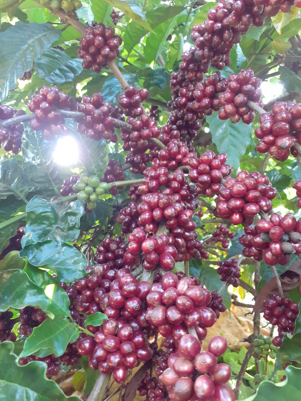 Cà phê bột (100% Robusta) 1kg