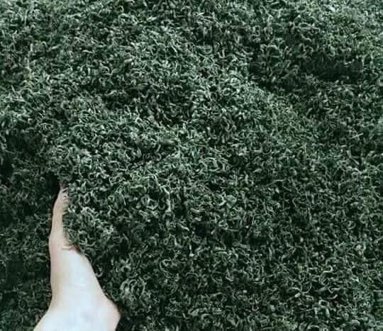 Chè Thái Nguyên 6666