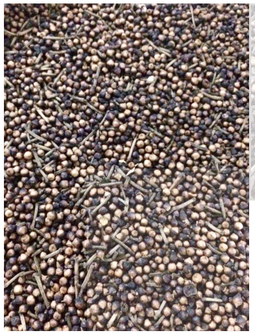 Trà nụ vối tự nhiên