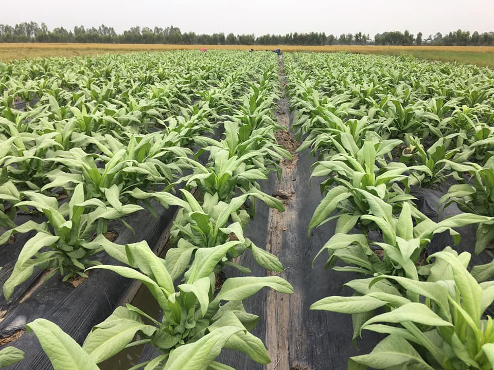 Trà bồ công anh 60gr