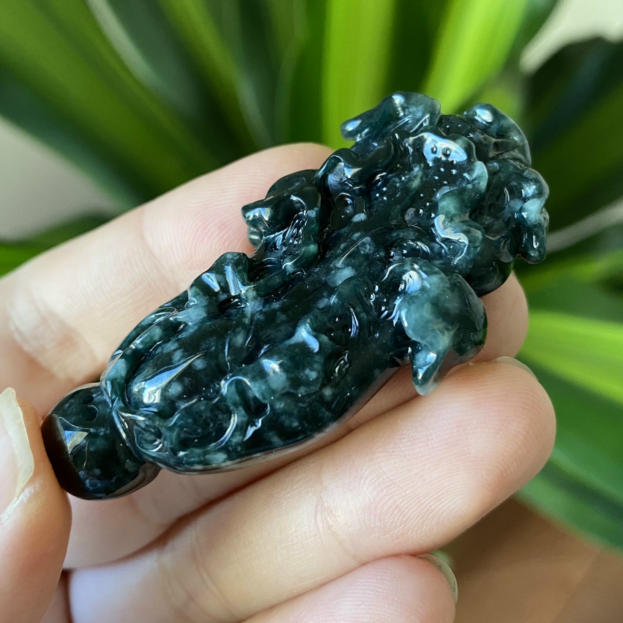 Bắp cải tài lộc Lam Ngọc jade type A