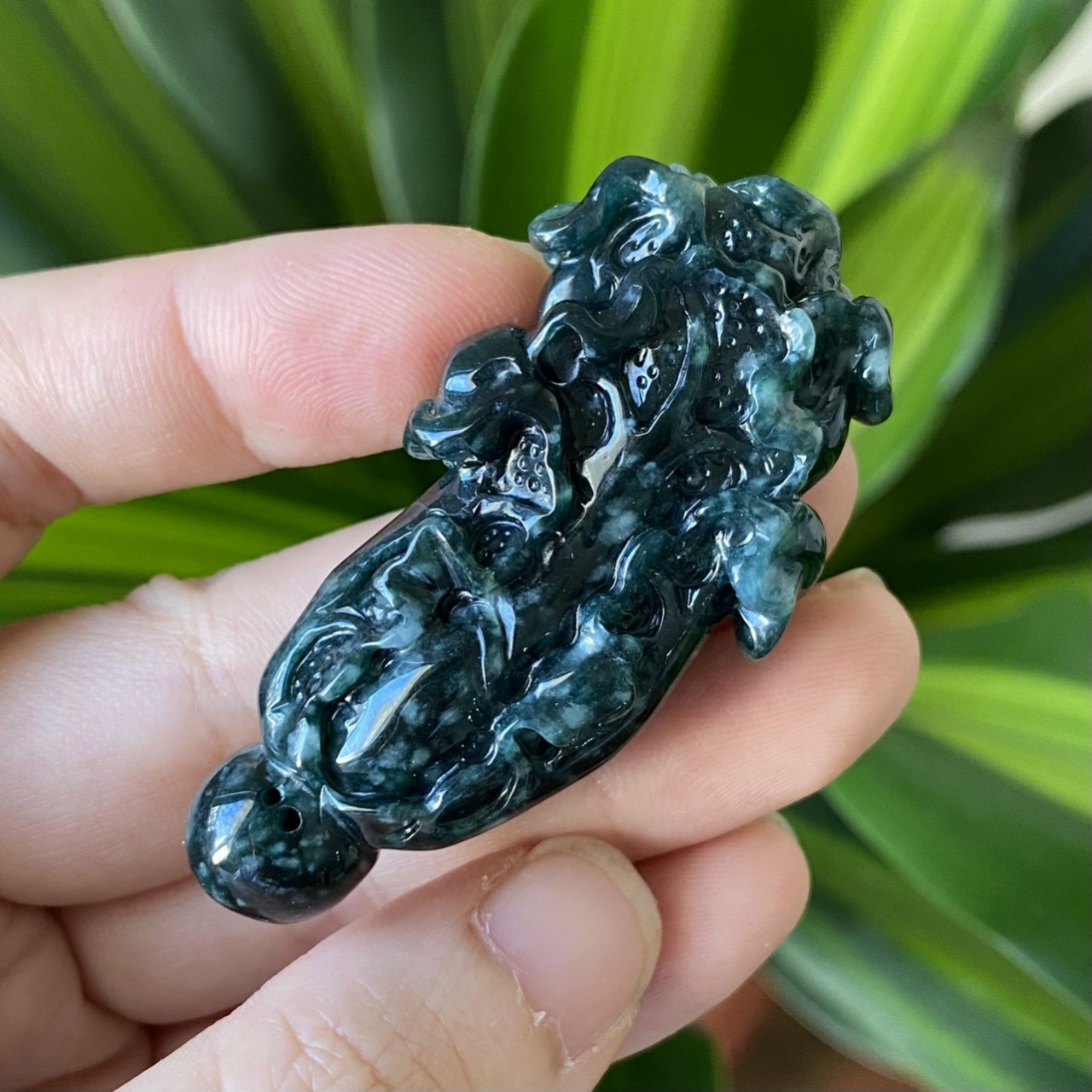 Bắp cải tài lộc Lam Ngọc jade type A
