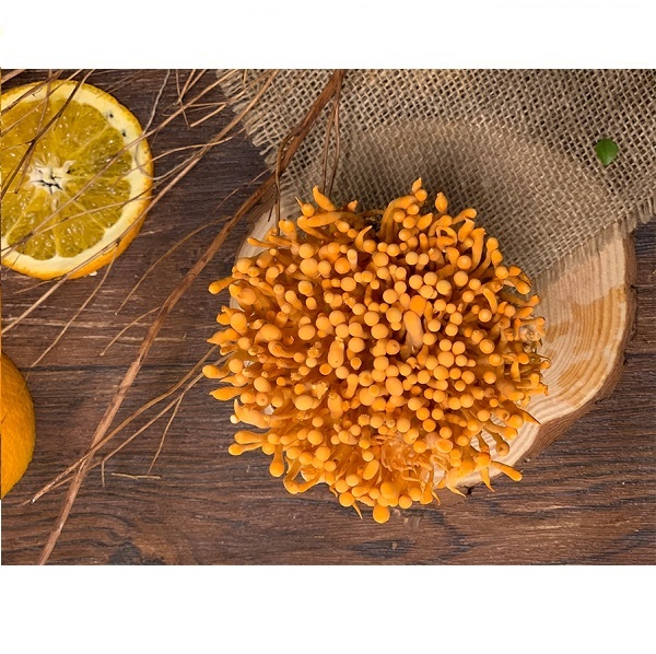 Đông trùng hạ thảo (Sợi Khô - Sấy thăng hoa) Hũ 10 Gram