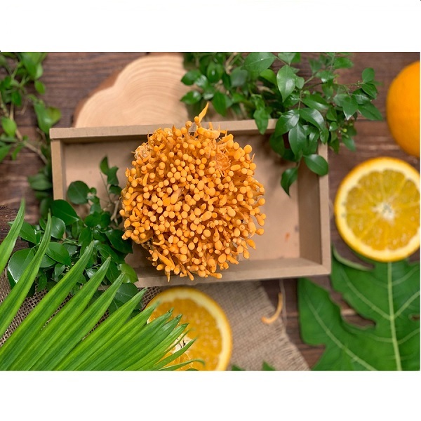 Đông trùng hạ thảo (Sợi Khô - Sấy thăng hoa) Hũ 10 Gram