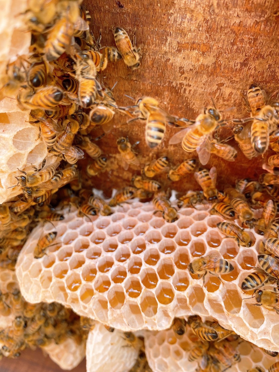 Mật ong hoa cà phê 1L