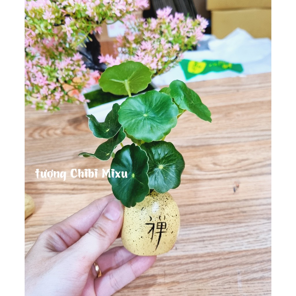 Chậu cây mini nhiều mẫu