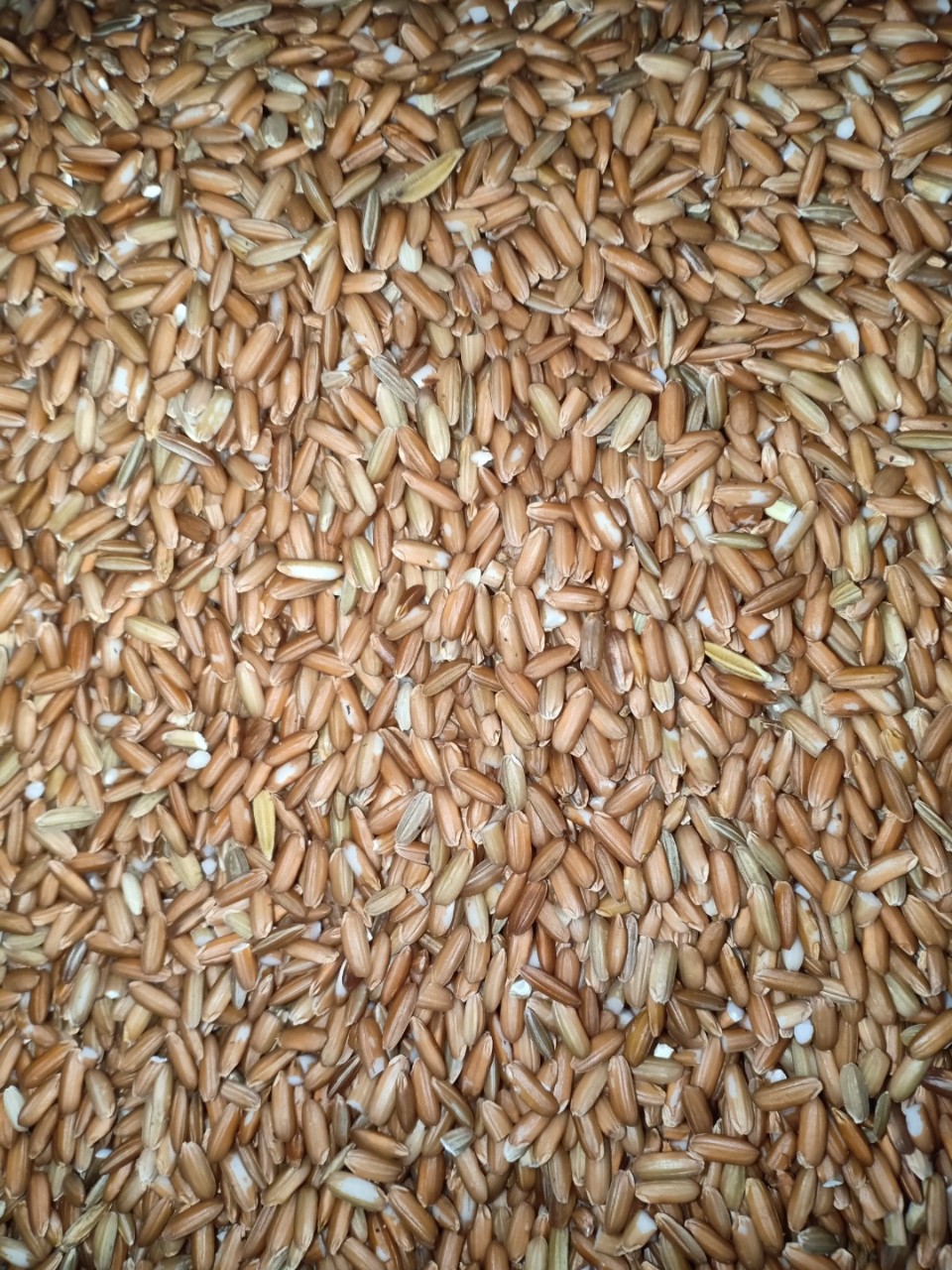 Gạo lứt đỏ Điện Biên