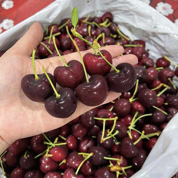 Cherry đỏ (size 26)