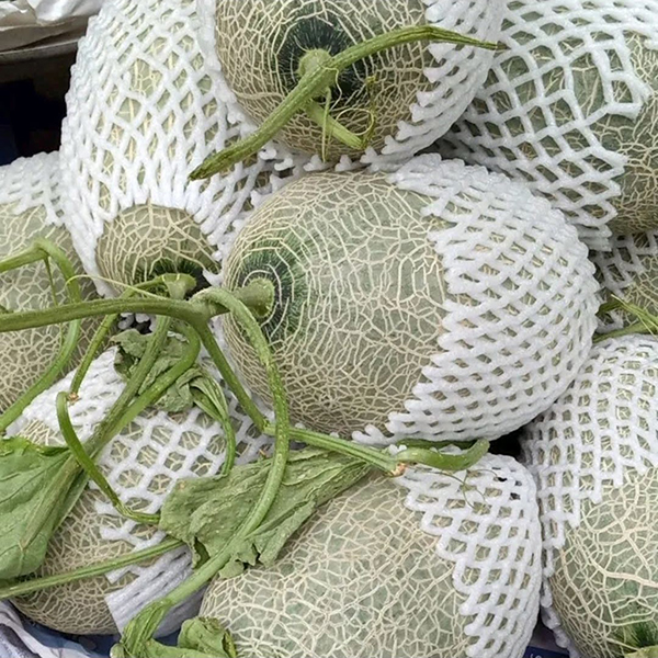 Dưa lưới xanh dài