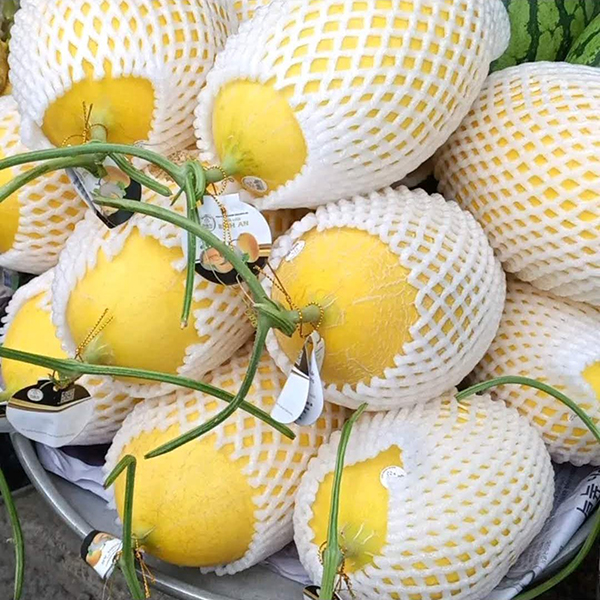 Dưa lưới vàng dài