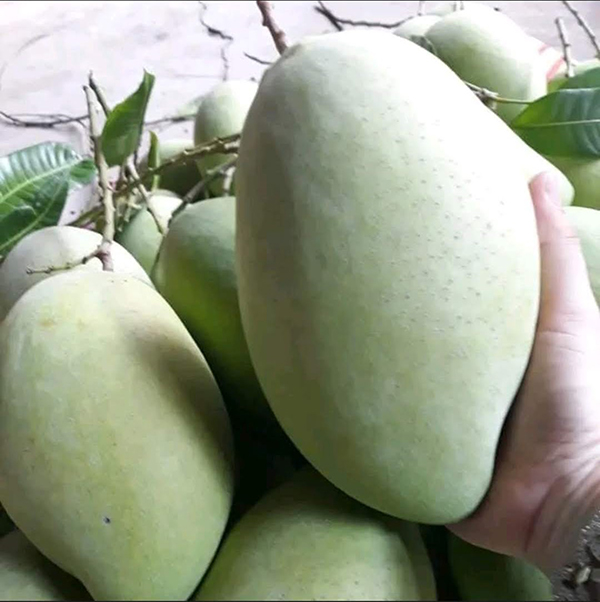 Xoài cát Hoà Lộc