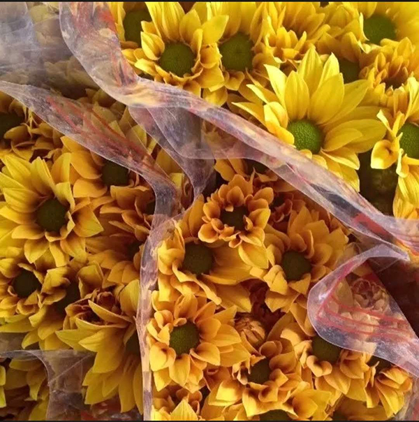 Cúc mai màu đồng cty