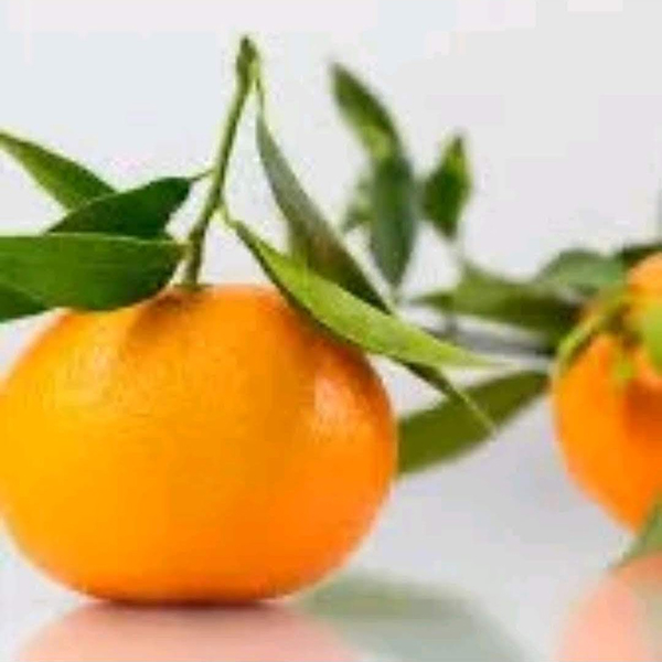 Quýt Canh (Cam Canh HN)