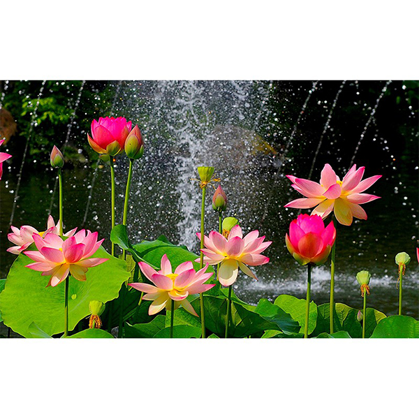 Tranh Treo Tường 3D Hoa Sen Ý HSD6,30x45