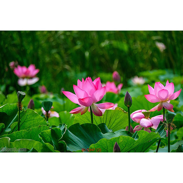 Tranh Treo Tường 3D Hoa Sen Ý HSD8,40x60