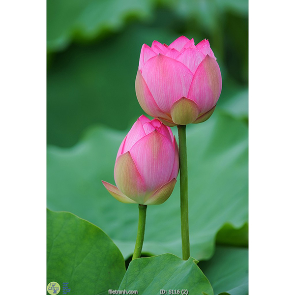 Tranh Treo Tường 3D Hoa Sen Ý HSD7,50x100