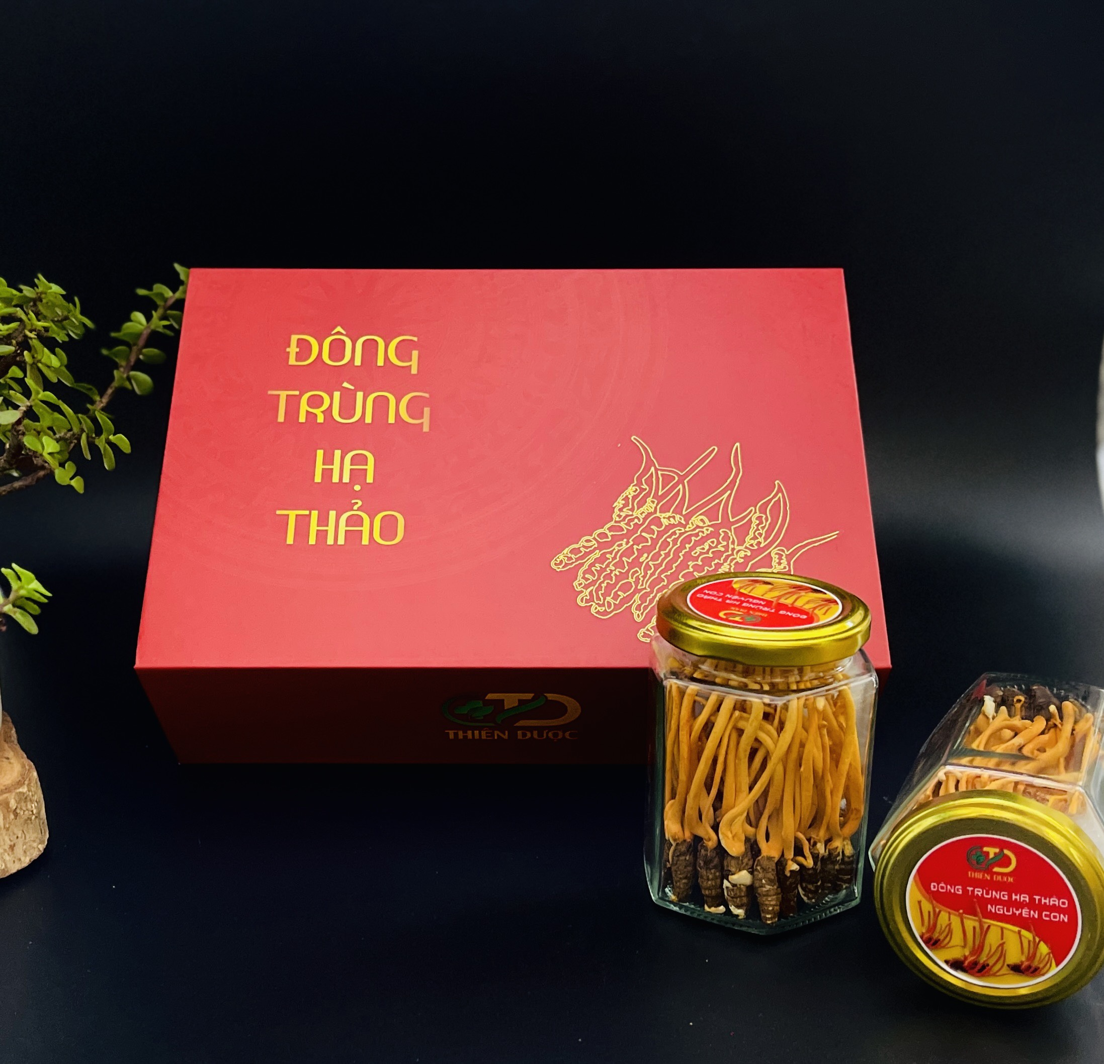 Đông trùng hạ thảo Nguyên con Hộp 20 gr